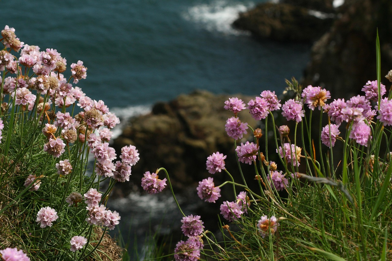 Clusters of pink sea thrift flowers growing on a coastal cliff with the ocean and rocky shoreline in the background.