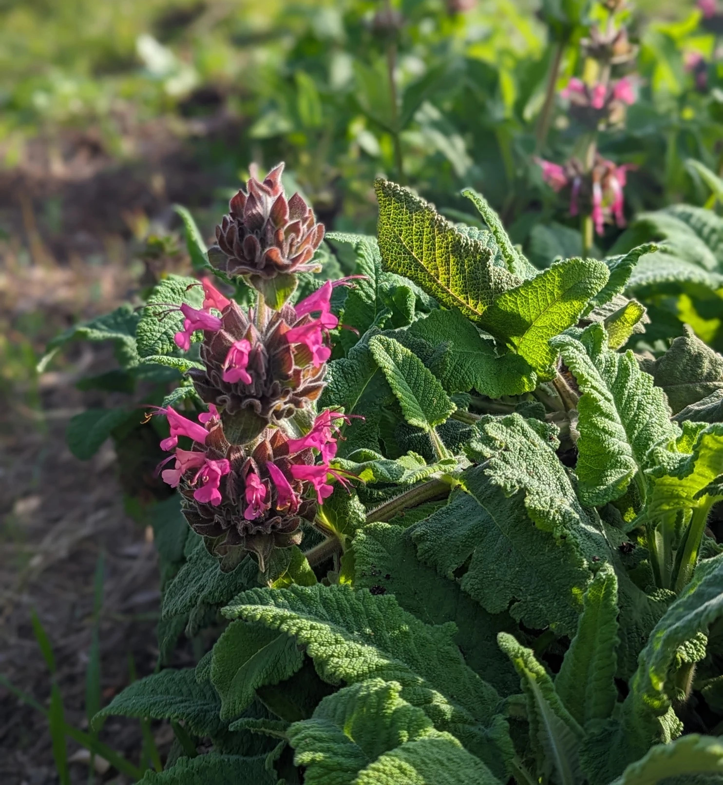 Close-up of a Hummingbird sage plant with soft green leaves and vibrant pink tubular flowers blooming in sunlight.