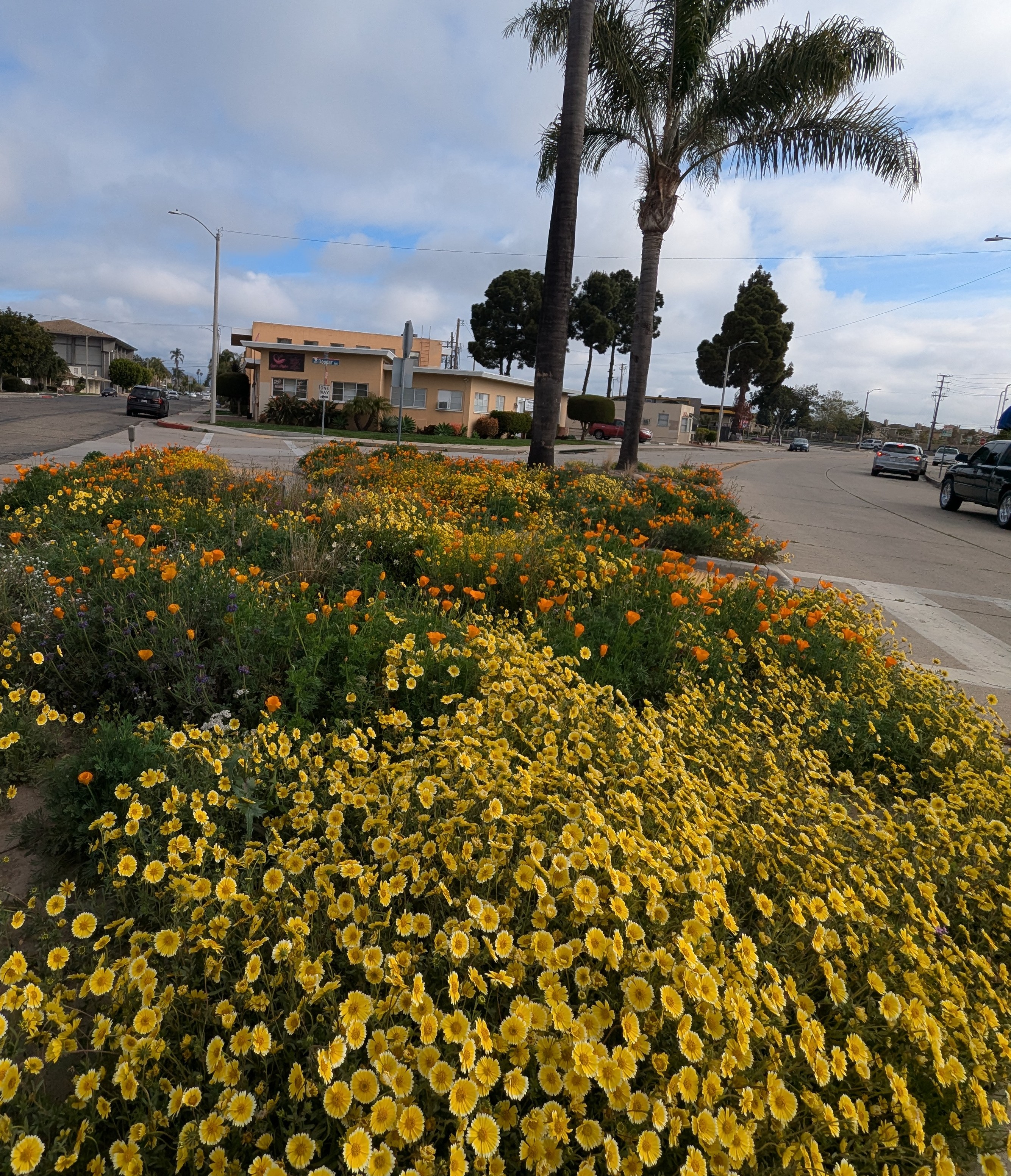 A vibrant stretch of yellow daisies and orange California poppies blooming along a city median with palm trees and traffic in the background, showcasing native plants in an urban landscape.