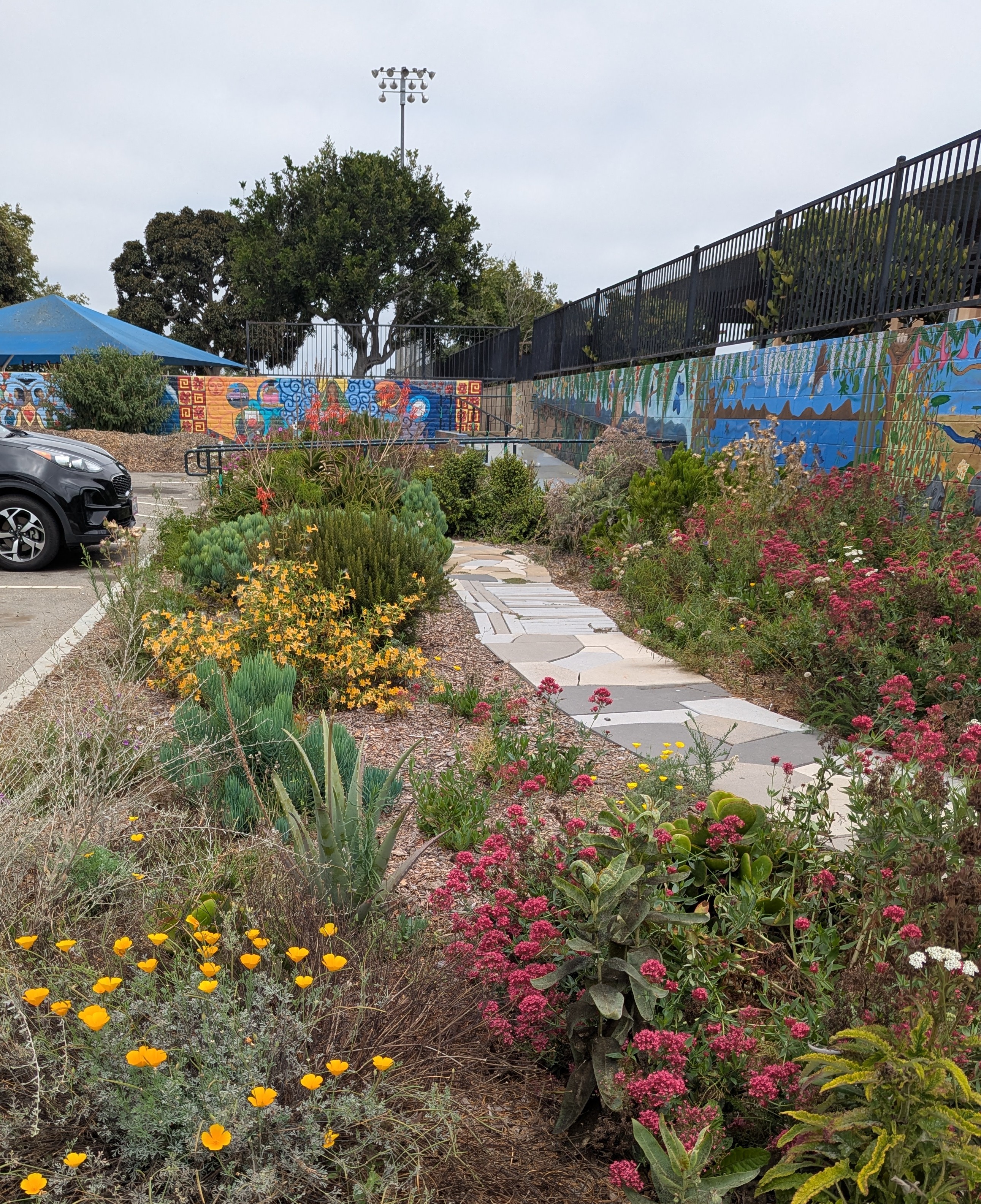 A colorful native plant garden beside a mural-covered wall, featuring red valerian, poppies, and succulents along a stone path in a community park.