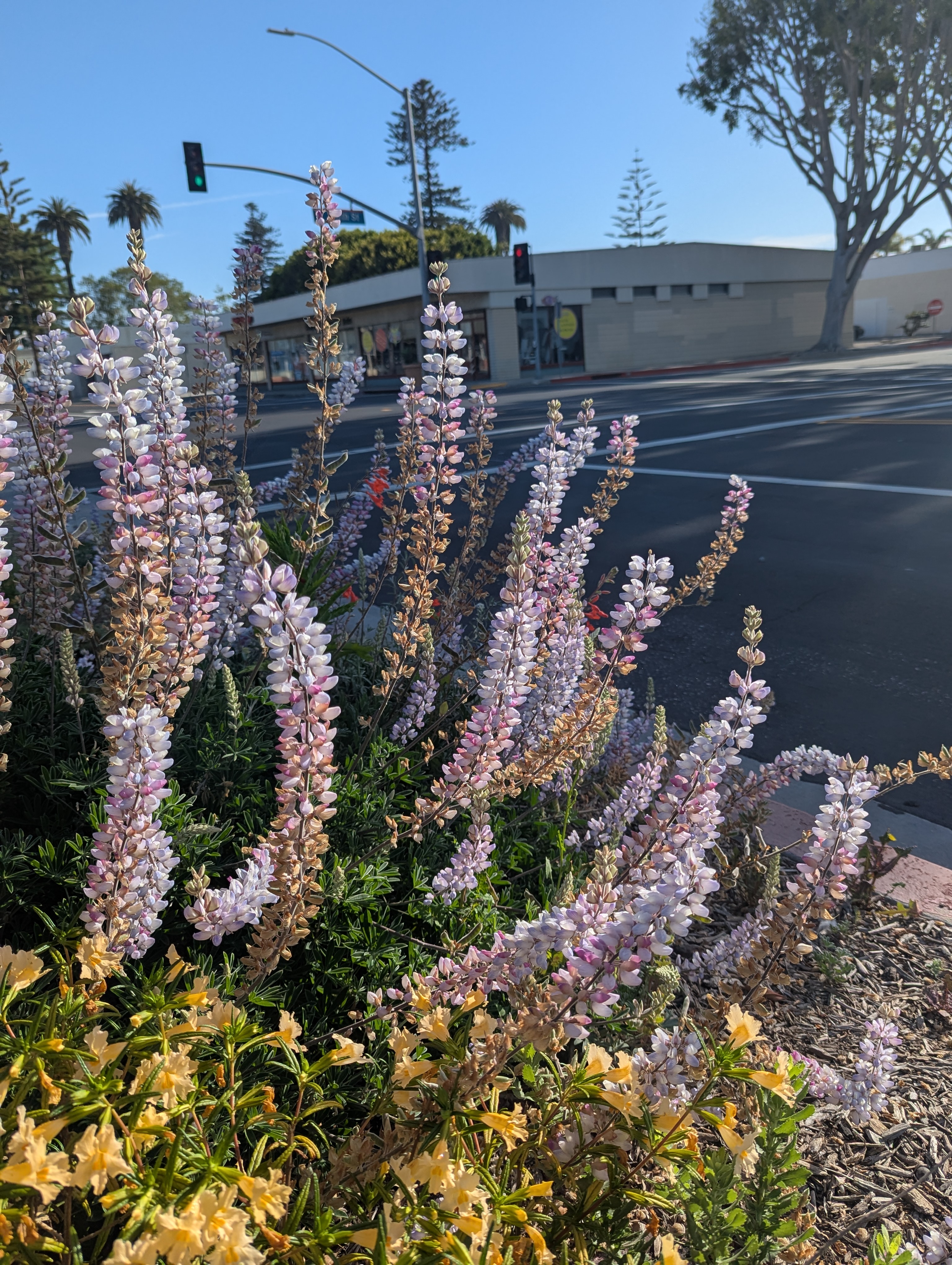 Purple lupine and red penstemon flowers grow beside a city street as a ‘Go Green’ natural gas bus passes behind, representing sustainable transit and native landscaping.