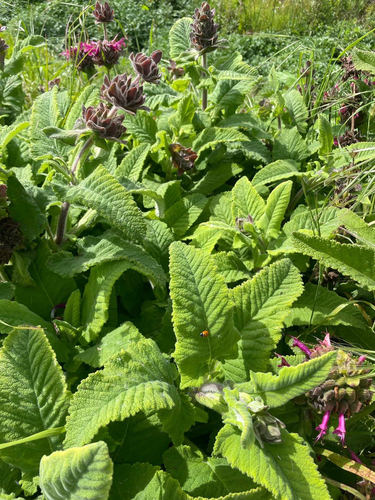 Close-up of lush green Hummingbird sage plants with fuzzy leaves and emerging reddish-purple flower spikes in bright sunlight.