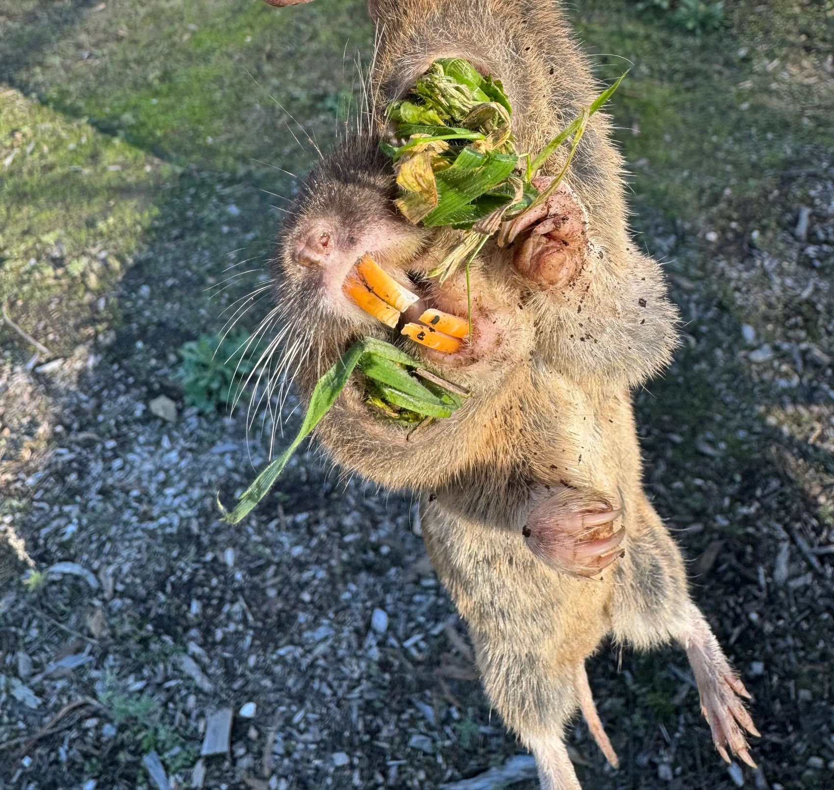 Close-up of a pocket gopher being held above the ground, showing its large orange teeth and mouth full of green plants.